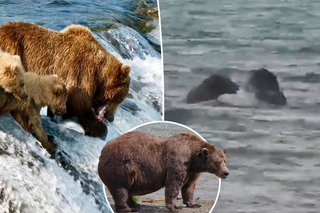 Fat Bear Week Delayed After Rival Bear Death Match - What Started The War?